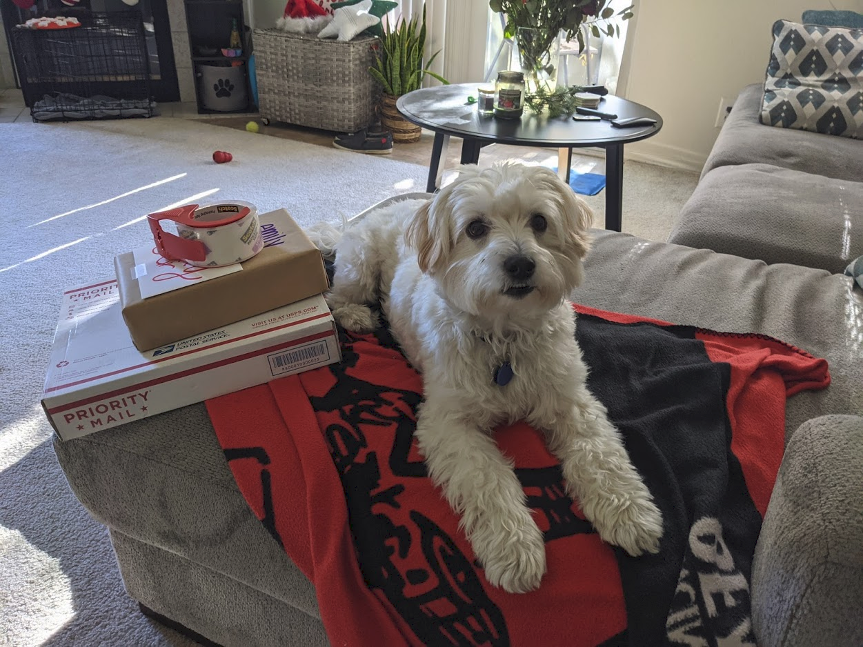 Swiss, a 20lb Maltese Terrier Mix Sitting on a red blanket next to some shipping boxes