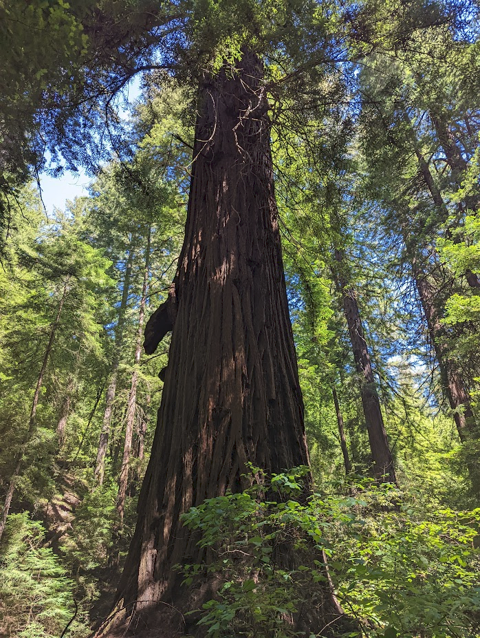 A large Coastal Redwood tree found alongside Peters Creek.
