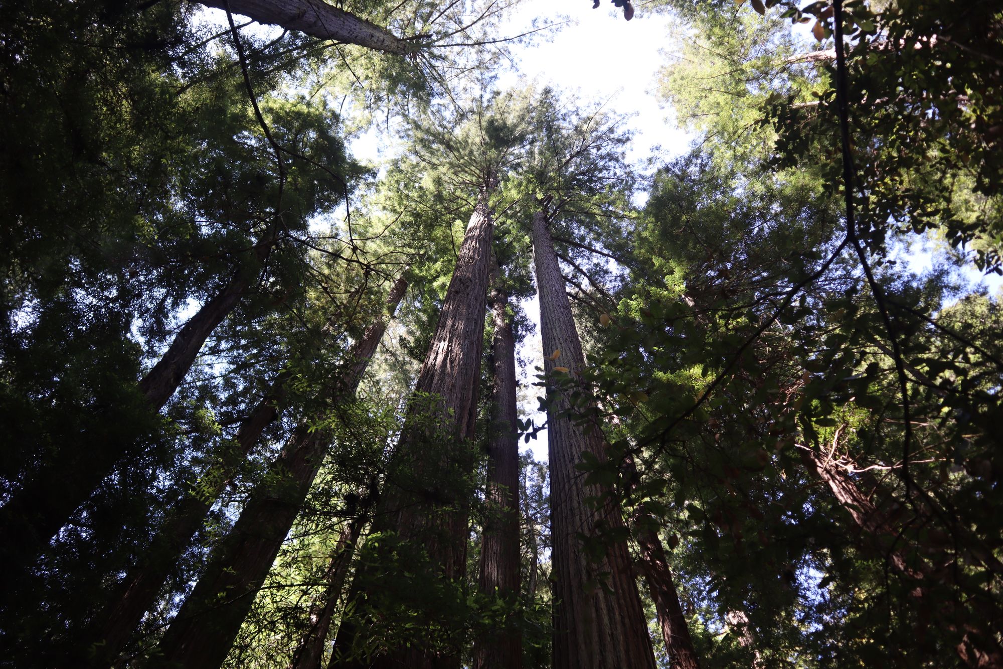 Hiking Peters Creek Loop